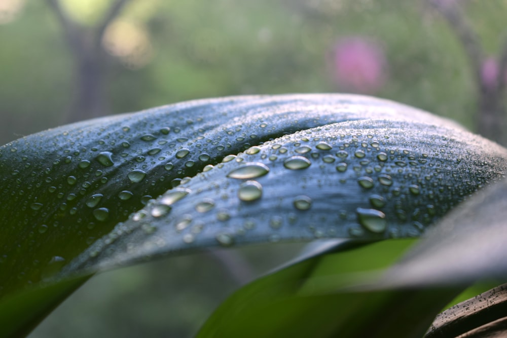 a close up of a leaf with water droplets on it