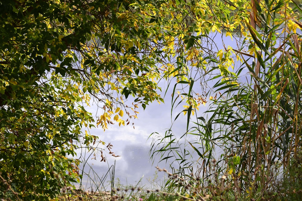 a view of a body of water through some trees