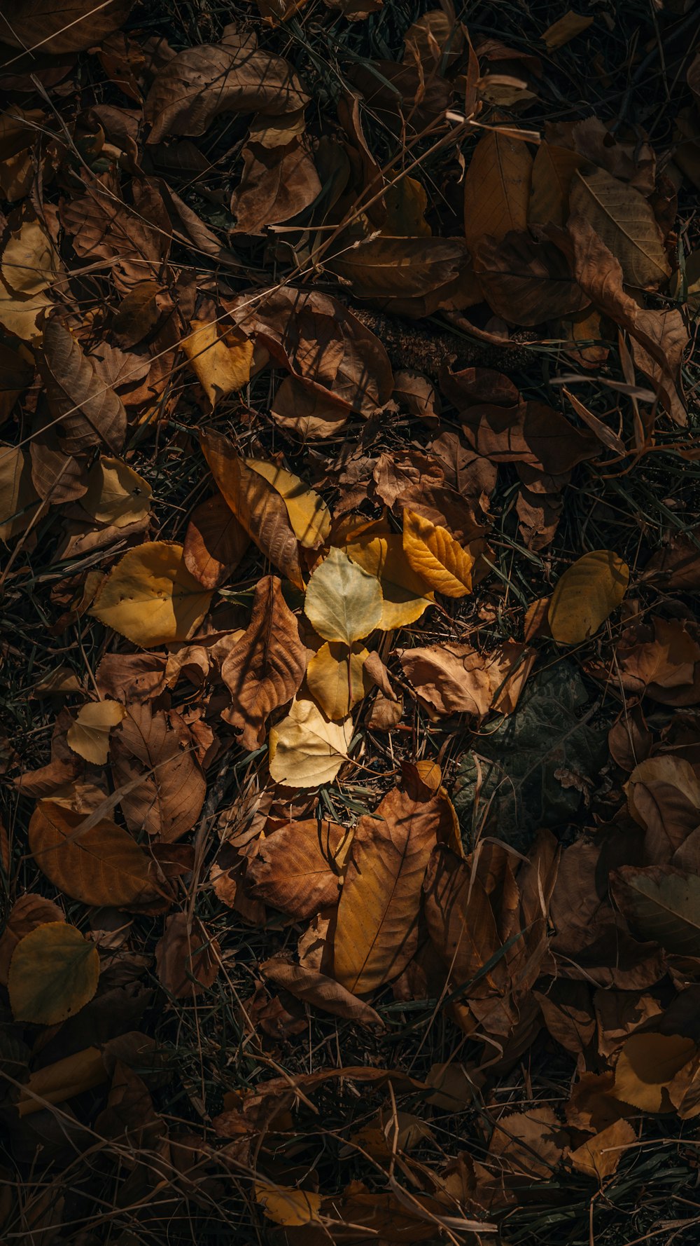 a bunch of leaves that are on the ground