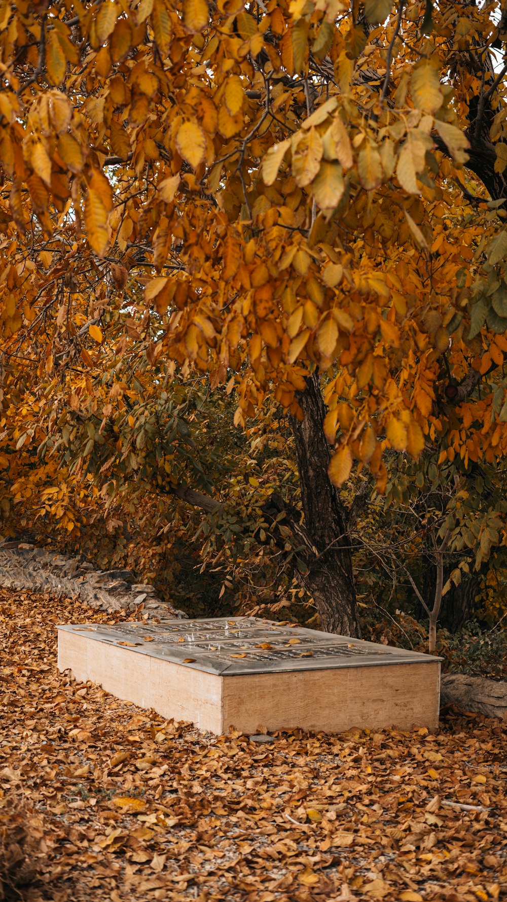 a wooden box sitting under a tree filled with leaves