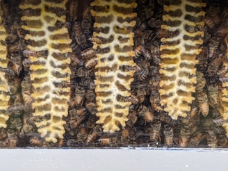 Rows of hexagonal honeycombs are surrounded by numerous bees. The honeycombs have a mix of white and yellow colors, while the bees are busy around them. The scene appears to show an active beehive.