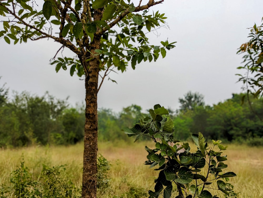 a tree in the middle of a grassy field