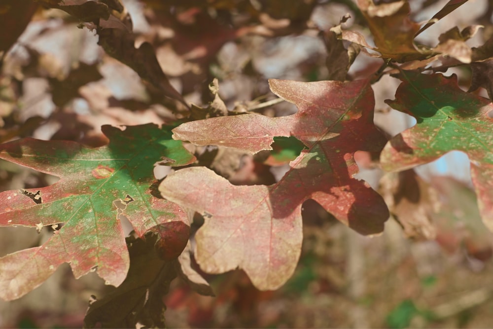 the leaves of a tree are changing colors