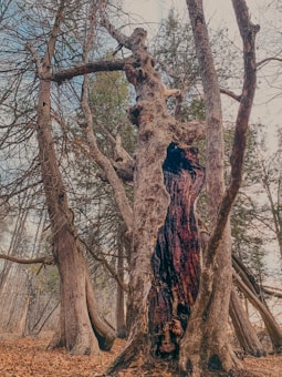 An ancient, gnarled tree stands prominently in a dense forest. The tree's hollow trunk is intricately textured with age and decay, surrounded by other tall, slender trees. Sparse foliage and a carpet of fallen leaves cover the forest floor, indicating a late autumn or early winter setting.