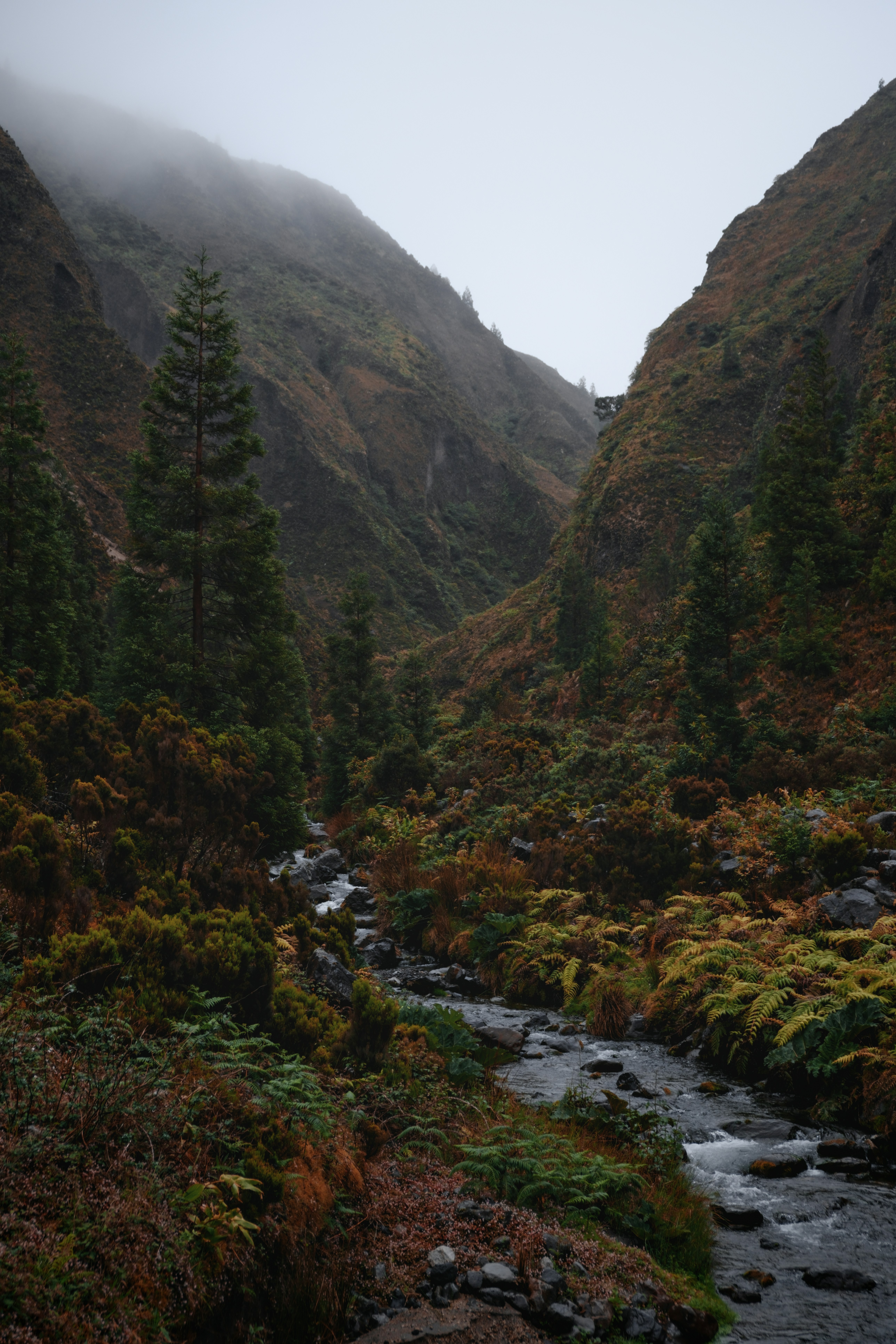Un arroyo que atraviesa un frondoso bosque verde - Foto gratuita en ...