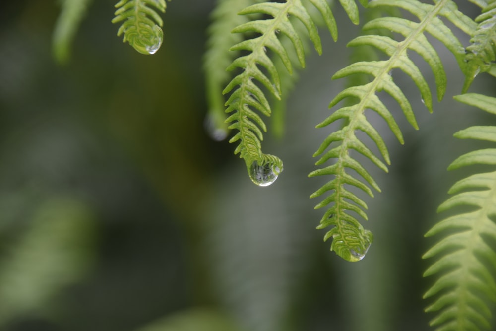a fern leaf with drops of water on it