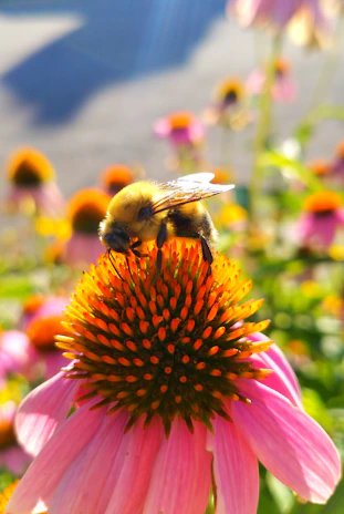 Close-up of a blooming echinacea flower with bees gathering nectar.