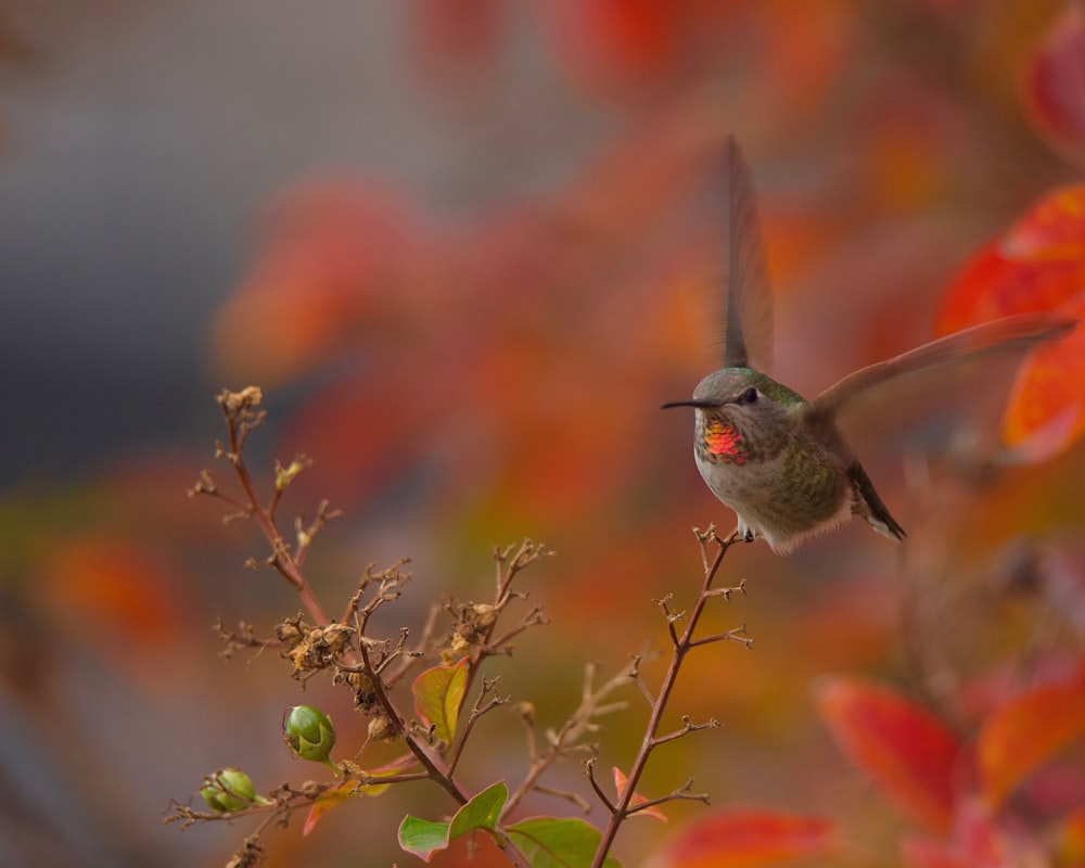 a small bird is perched on a tree branch