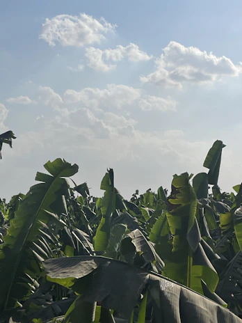 A vibrant banana plantation in Davao City with workers tending to healthy crops under a bright sky.