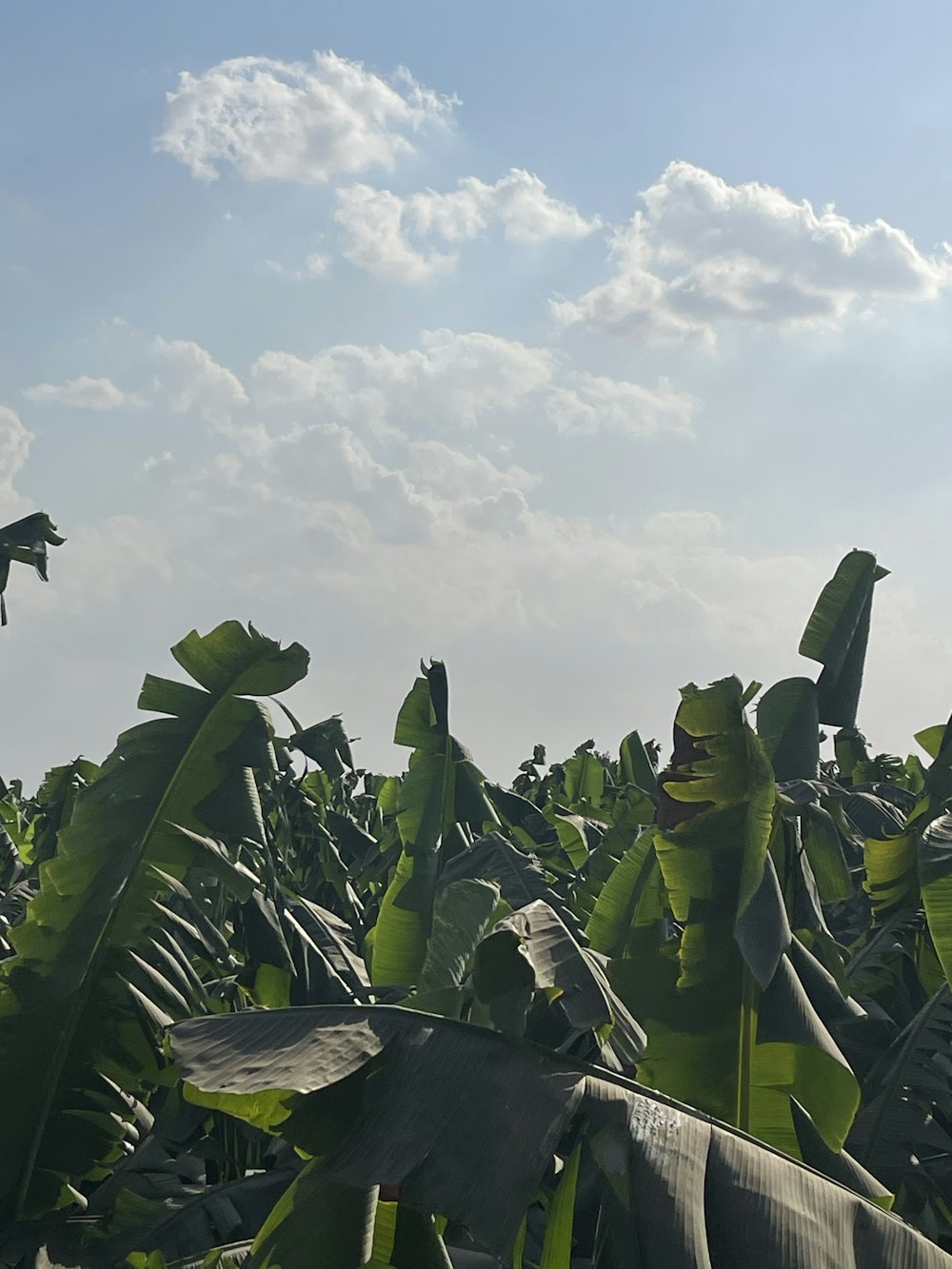 a bird flying over a large group of green plants