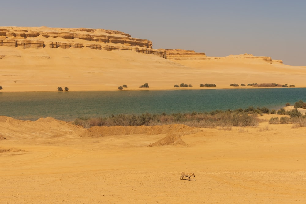 a man riding a horse across a desert field