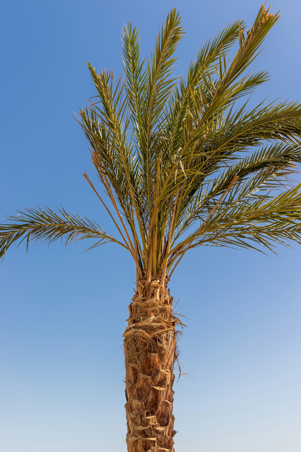 a palm tree with a blue sky in the background