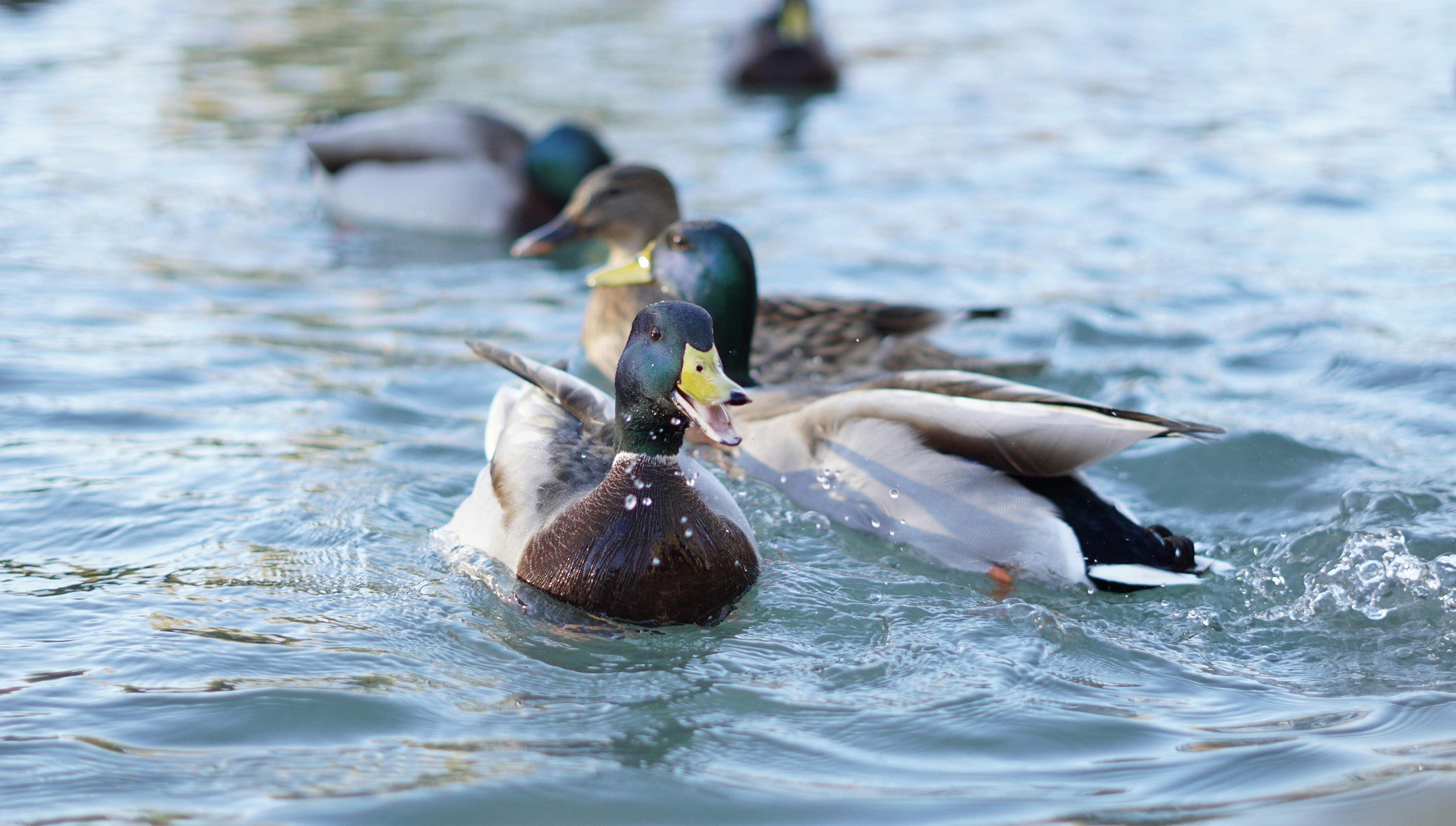 Photo by hardialsingh