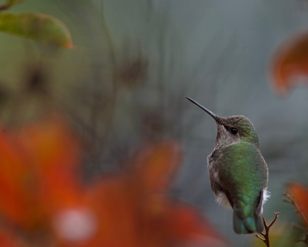 a hummingbird perched on a tree branch
