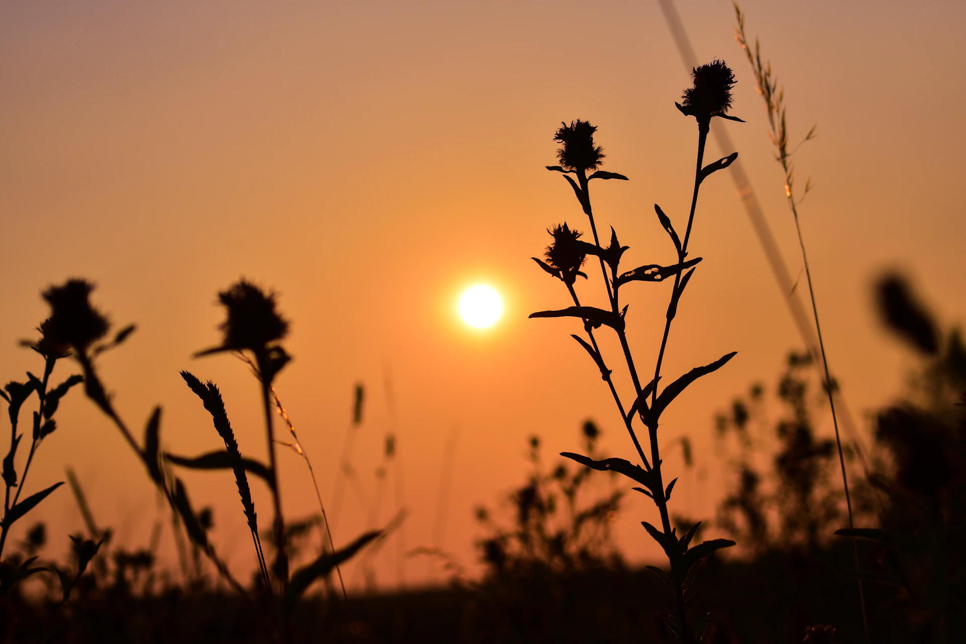 the sun is setting over a field of tall grass