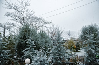 Snow-covered evergreen trees in the foreground with a house featuring a snow-dusted roof in the background. The scene includes light snowfall and overcast sky, creating a serene winter atmosphere. Spherical garden lights are visible amidst the snow.