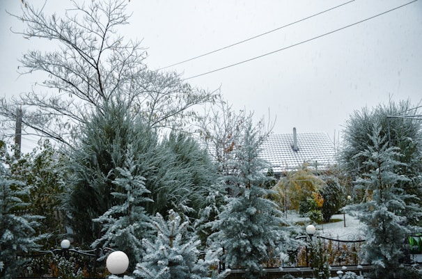 Snow-covered evergreen trees in the foreground with a house featuring a snow-dusted roof in the background. The scene includes light snowfall and overcast sky, creating a serene winter atmosphere. Spherical garden lights are visible amidst the snow.