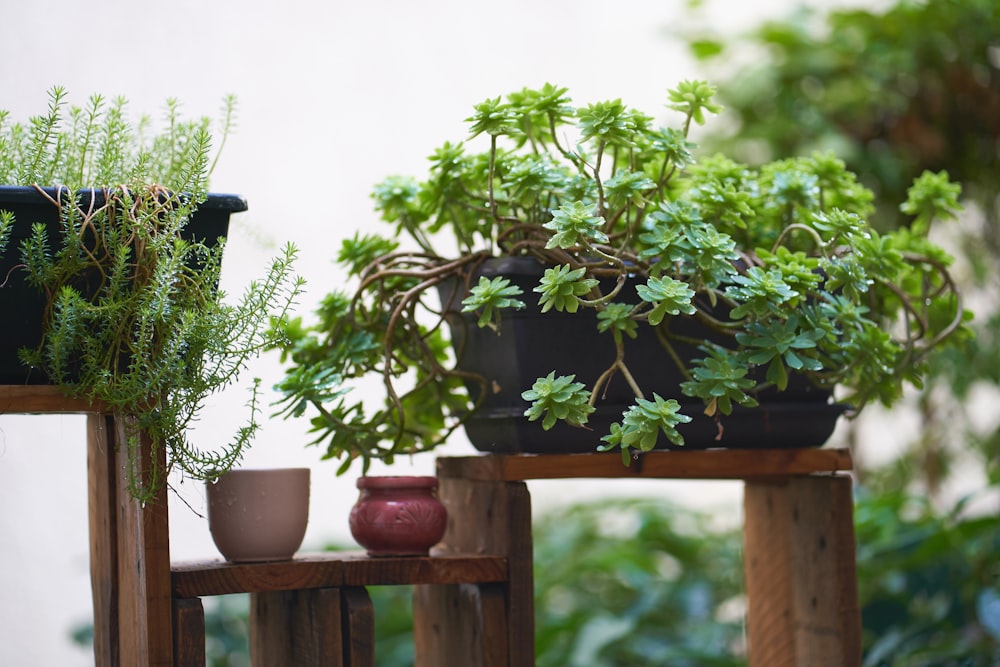 a couple of potted plants sitting on top of a wooden table