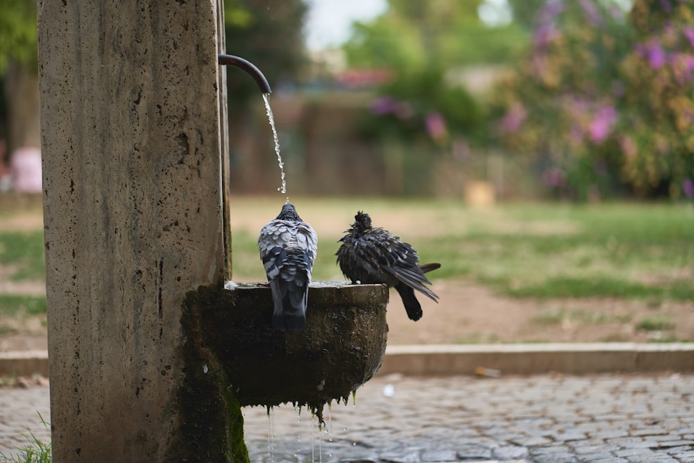 a couple of birds sitting on top of a water fountain