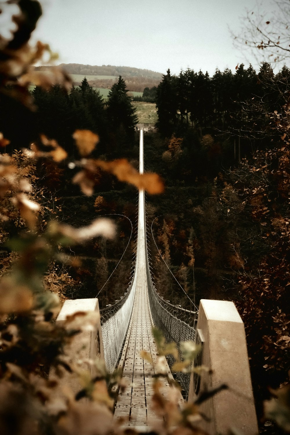 a long suspension bridge in the middle of a forest