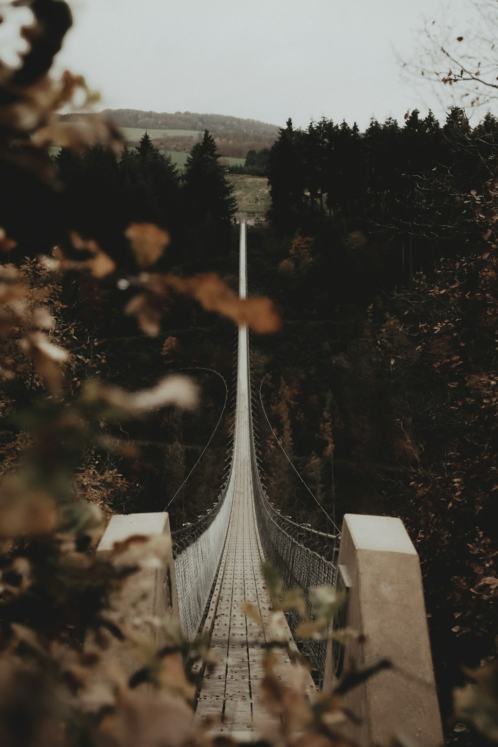 a long suspension bridge in the middle of a forest