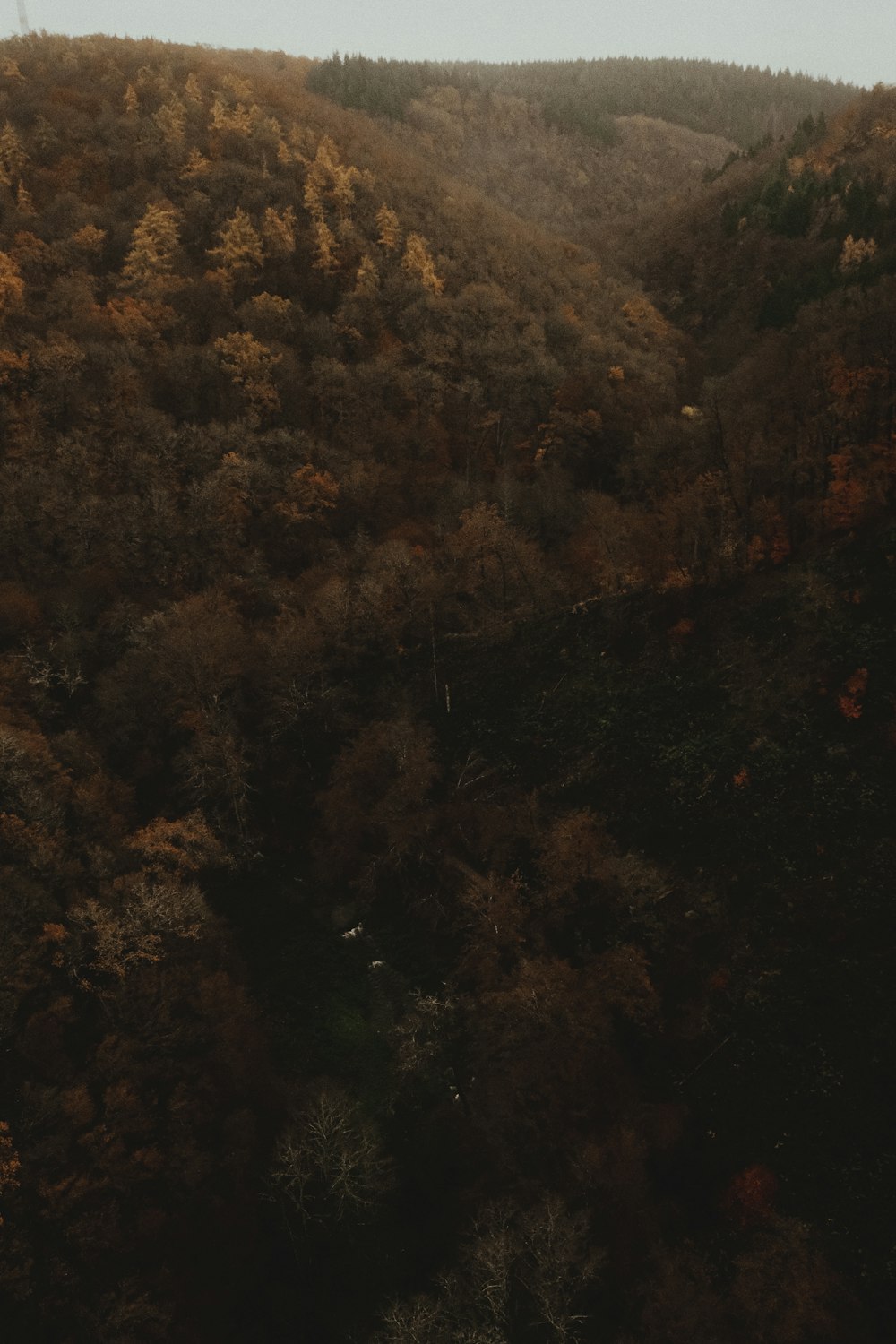 a view of a hillside with trees in the background