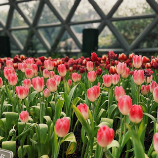 A colorful mix of tulips displayed in a bright, sunlit greenhouse.