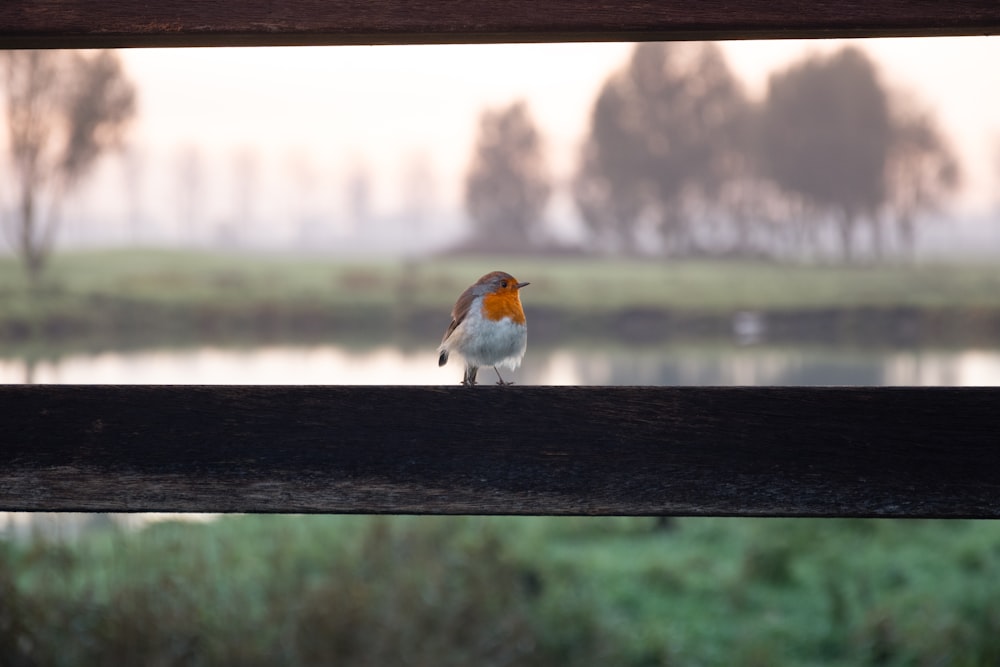 un pequeño pájaro posado en una valla de madera