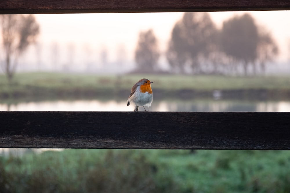 a small bird perched on a wooden fence