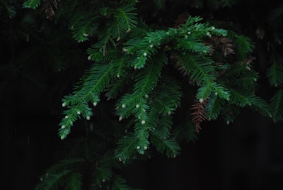 Close-up of expertly trimmed pine branches with clean cuts and healthy foliage.