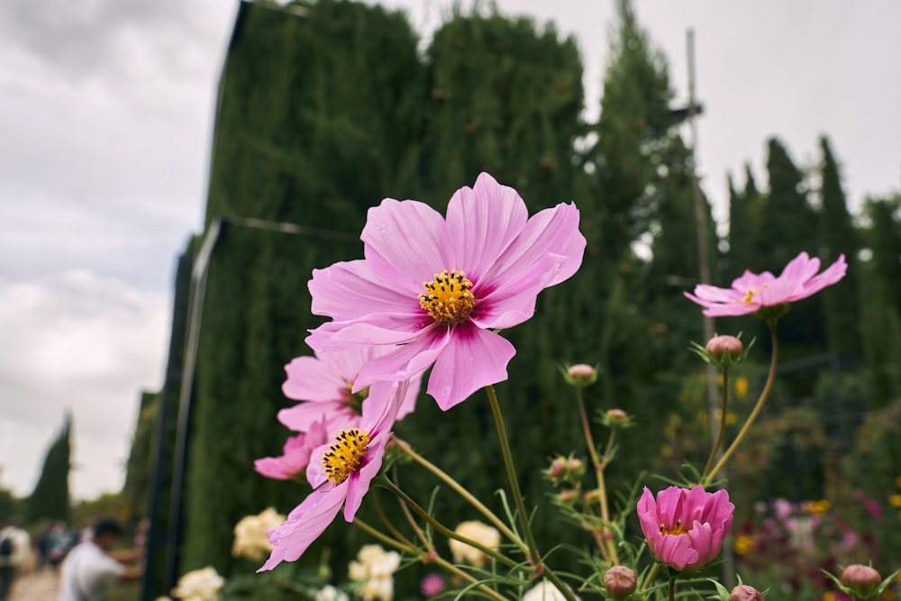 a bunch of flowers that are in a field