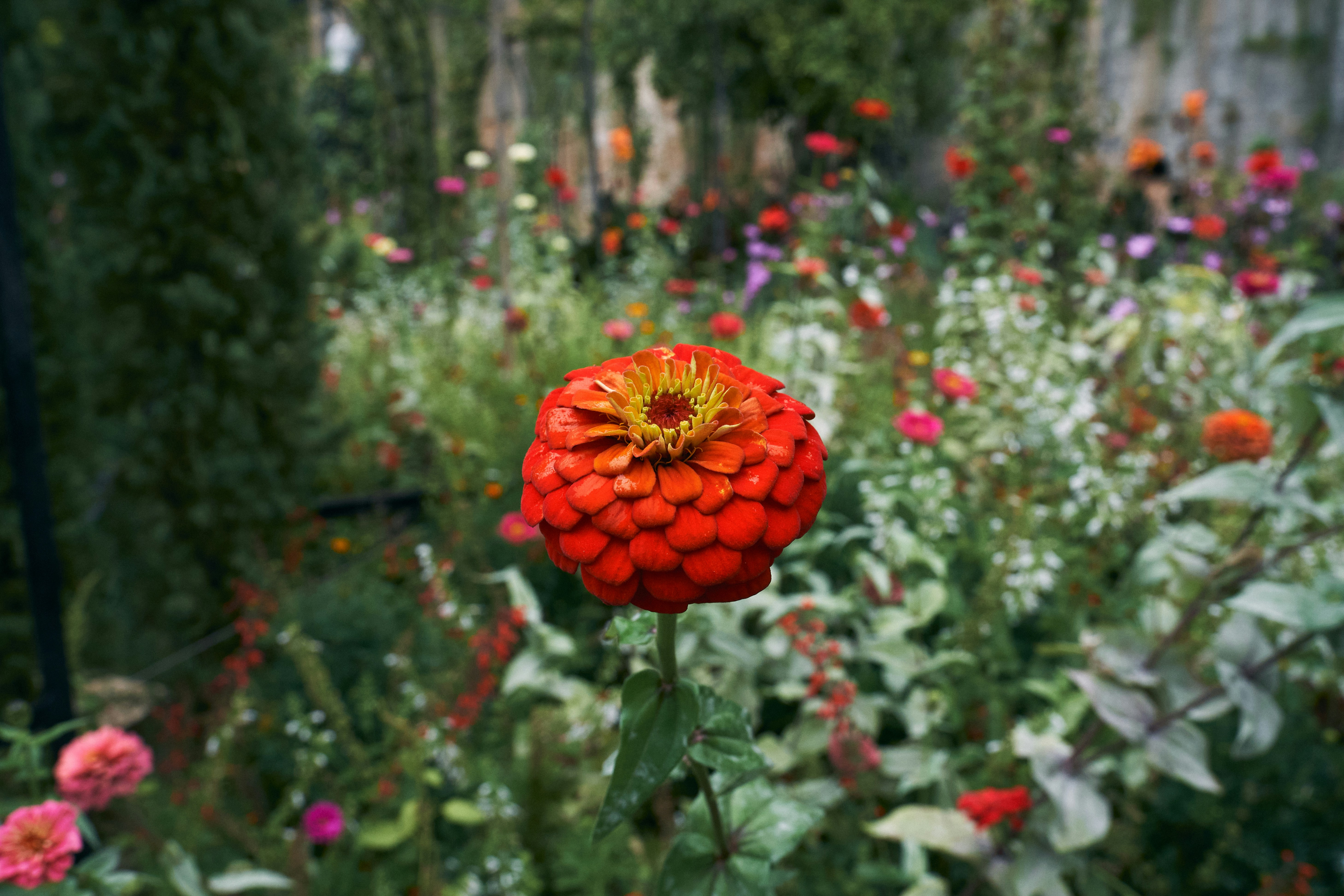 a red flower in a field of flowers