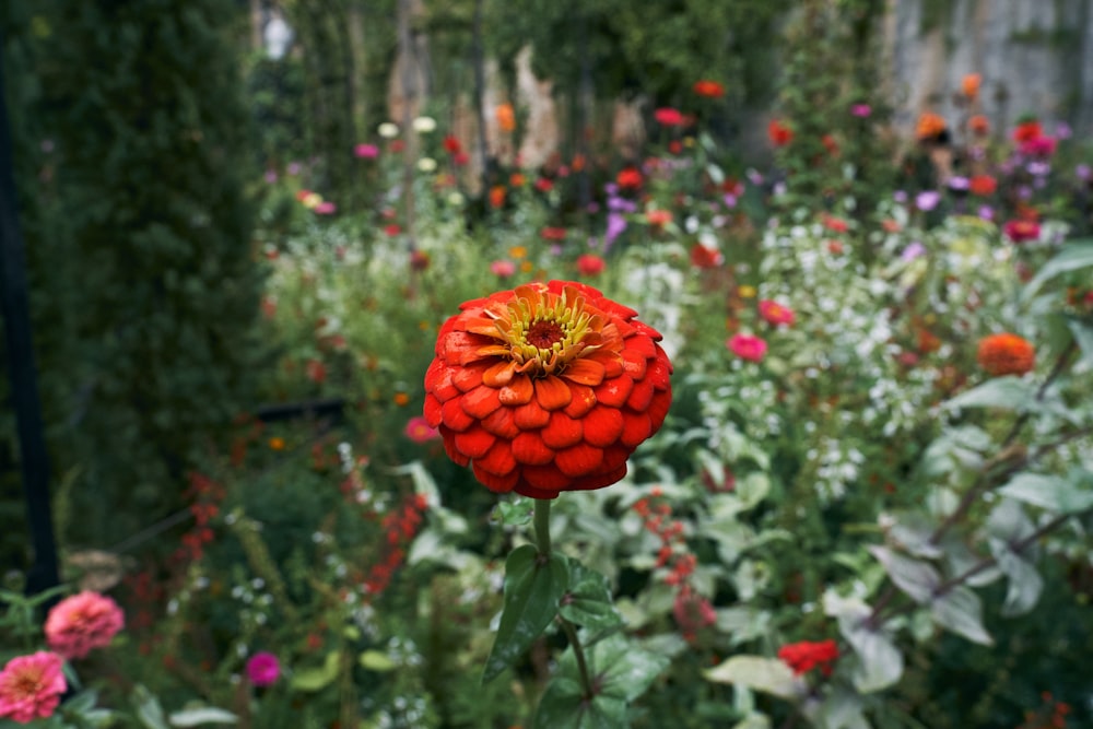 a red flower in a field of flowers