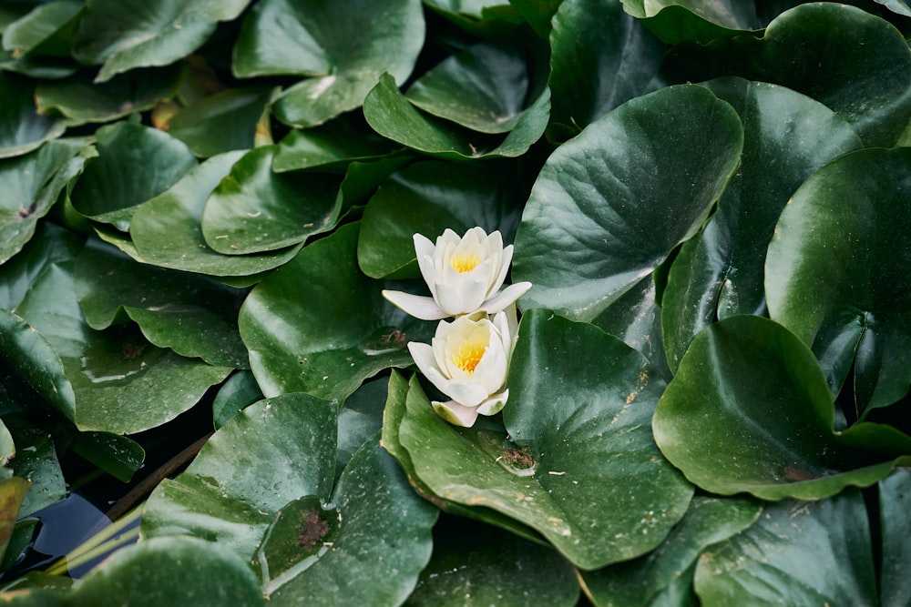 a couple of white flowers sitting on top of green leaves