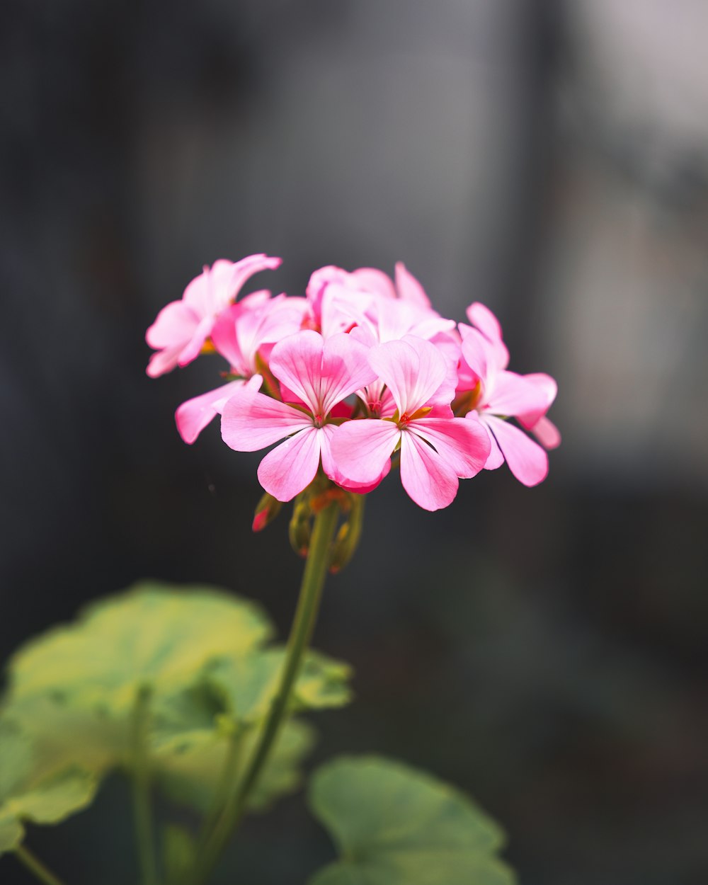 Un primer plano de una flor rosada con hojas verdes