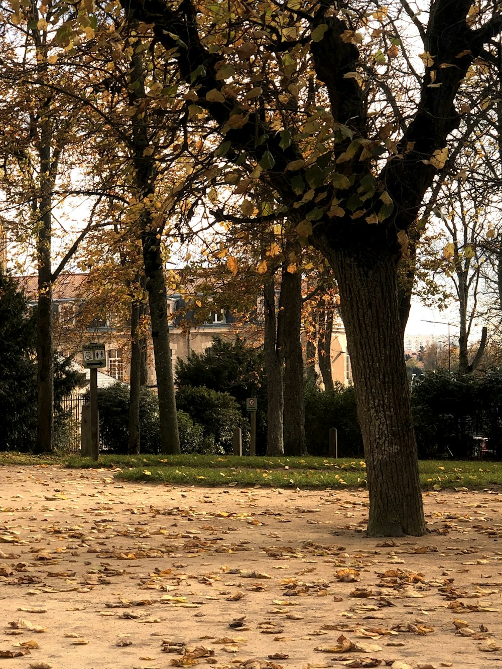 a person sitting on a bench under a tree