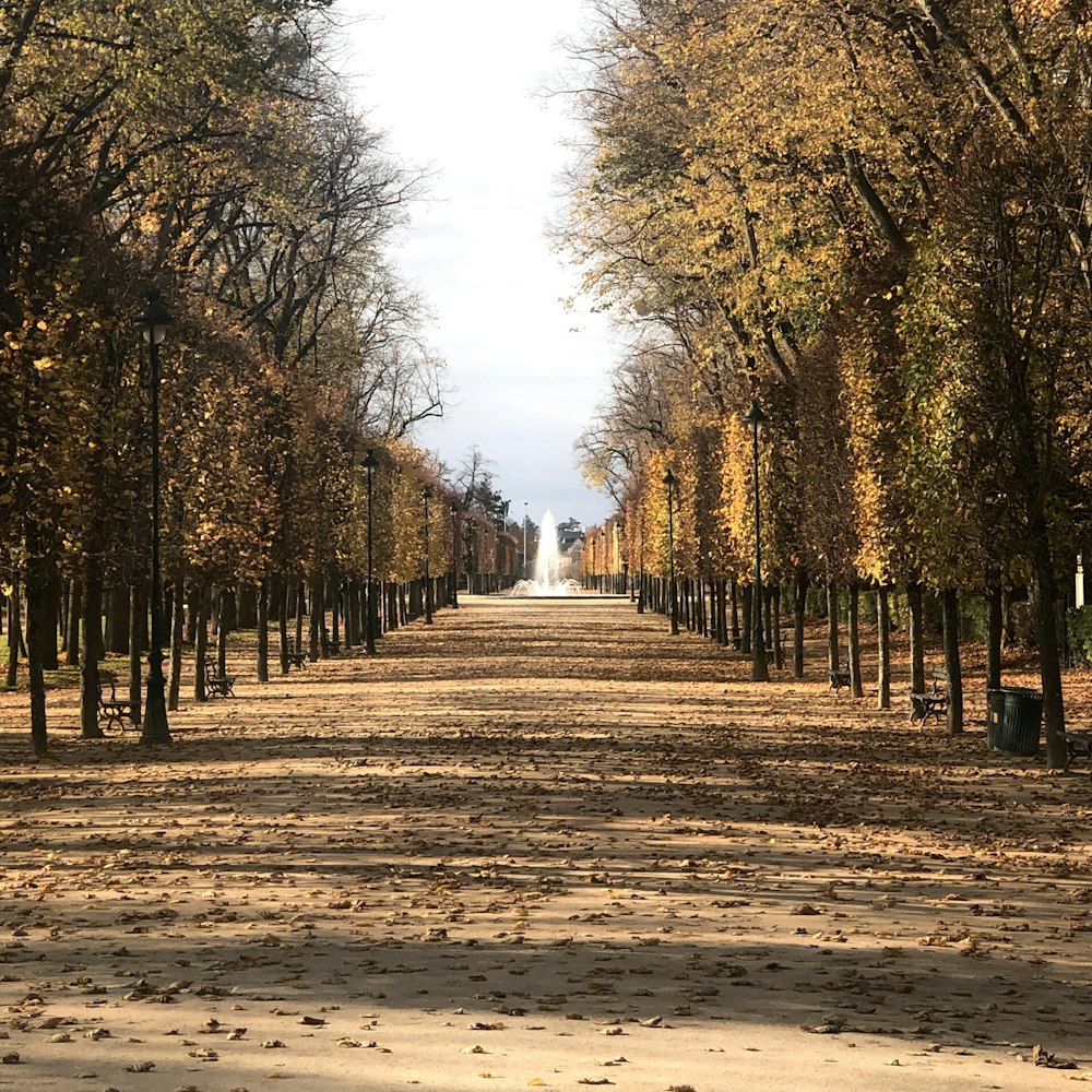 a dirt road with trees lining both sides of it