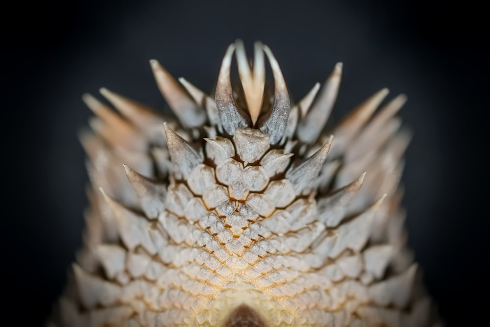 a close up of a flower with a black background