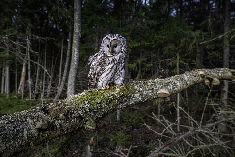 an owl sitting on a tree branch in a forest