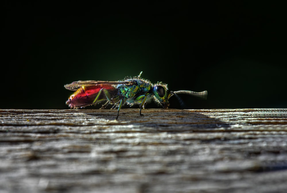a colorful fly sitting on top of a wooden table