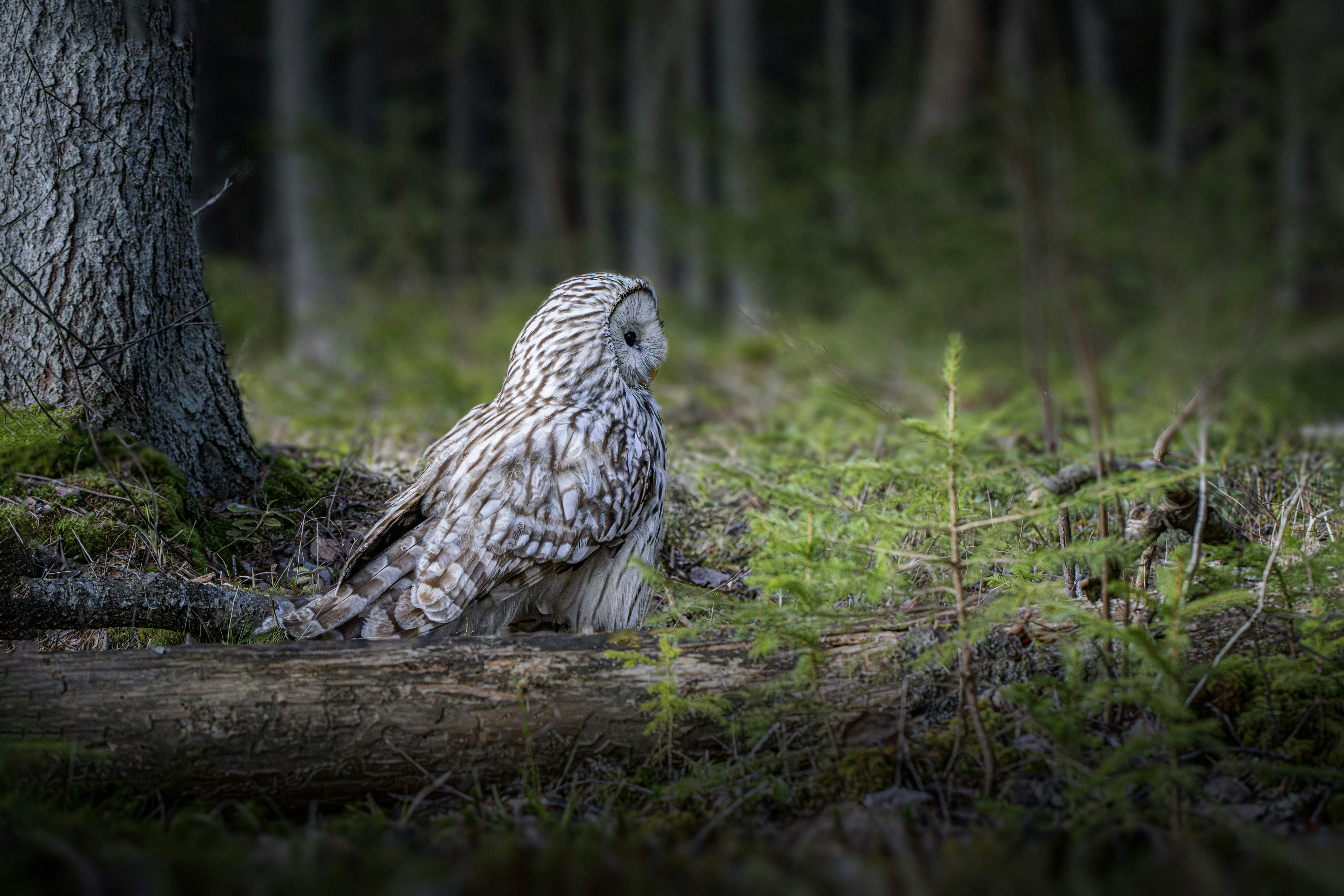 Photo by erik_karits