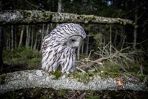 A barred owl is perched on a mossy branch, surrounded by a dense forest. The owl's feathers exhibit a striking pattern of stripes and spots, blending well with the natural surroundings. The scene conveys a sense of tranquility and connection with nature.