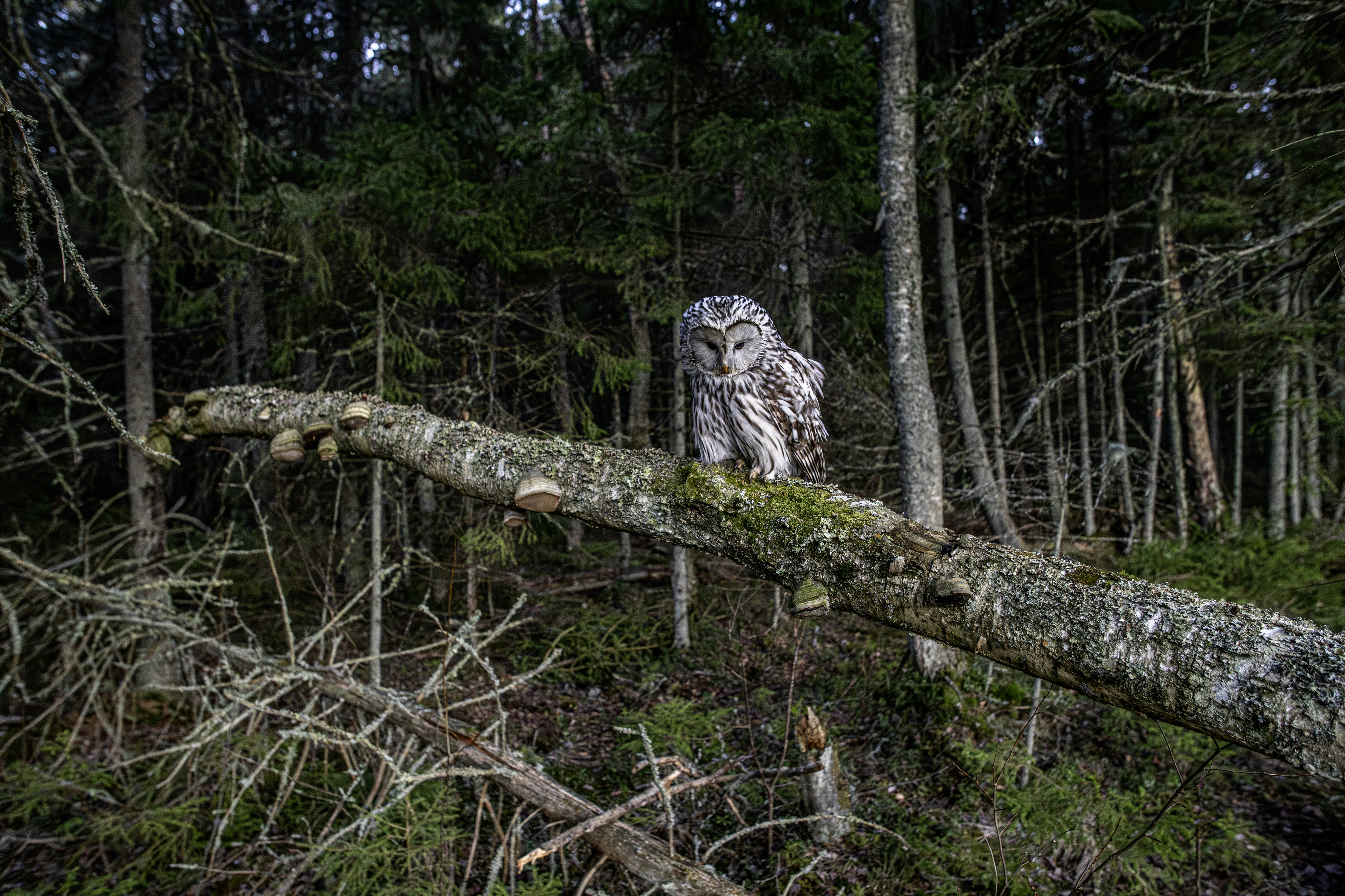 an owl sitting on a tree branch in the woods