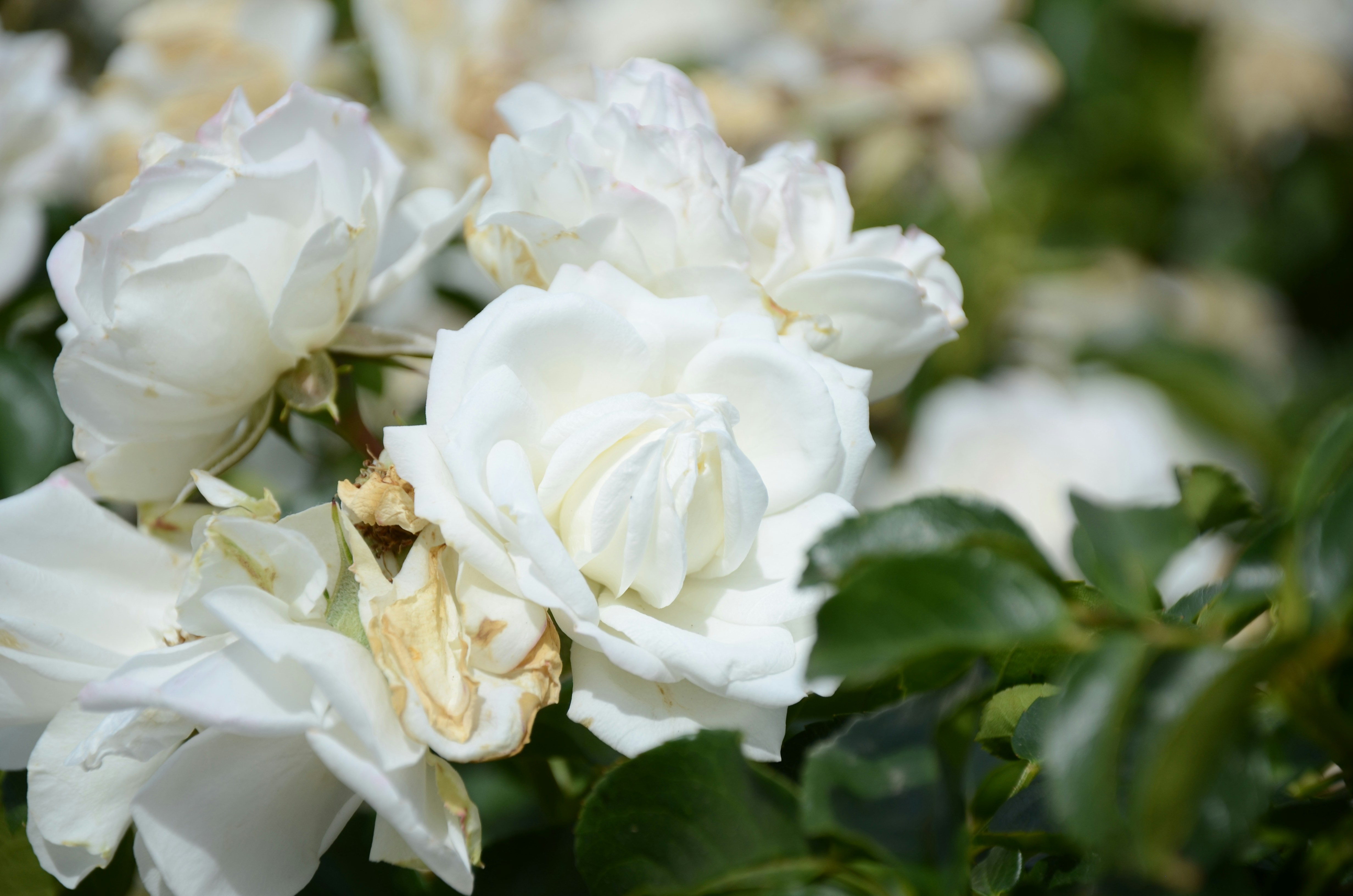 Photo by andreakest2018