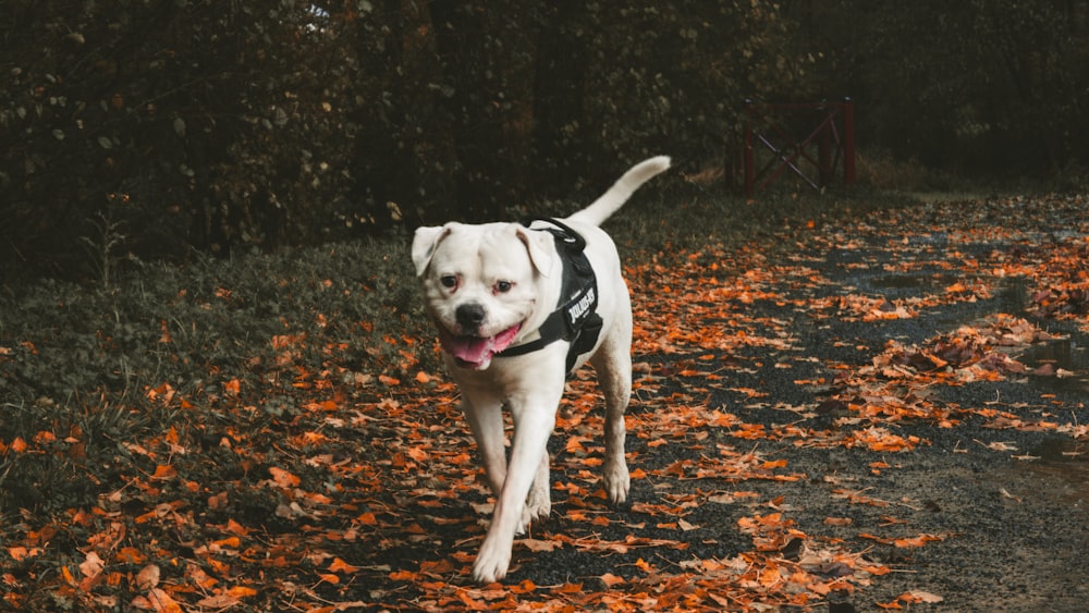 a white and black dog walking down a leaf covered road