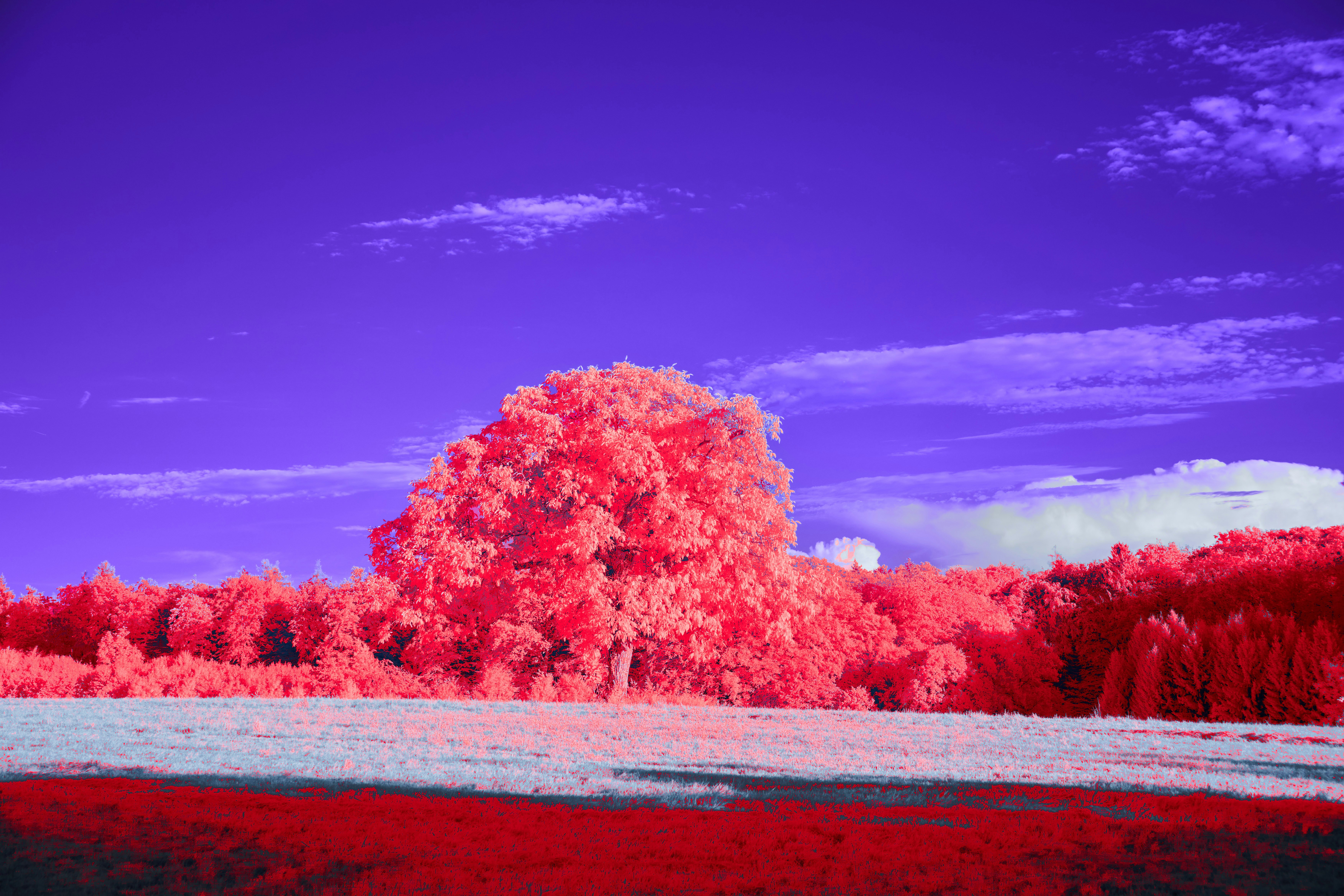 Photo by wolfgang_hasselmann