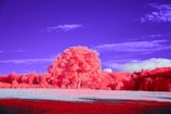 A vibrant red sandal wood tree in a lush agricultural field.