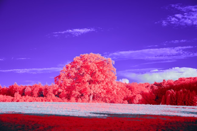 A vibrant red sandal wood tree in a lush agricultural field.