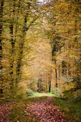 A quiet forest path lined with tall, ancient trees in autumn.