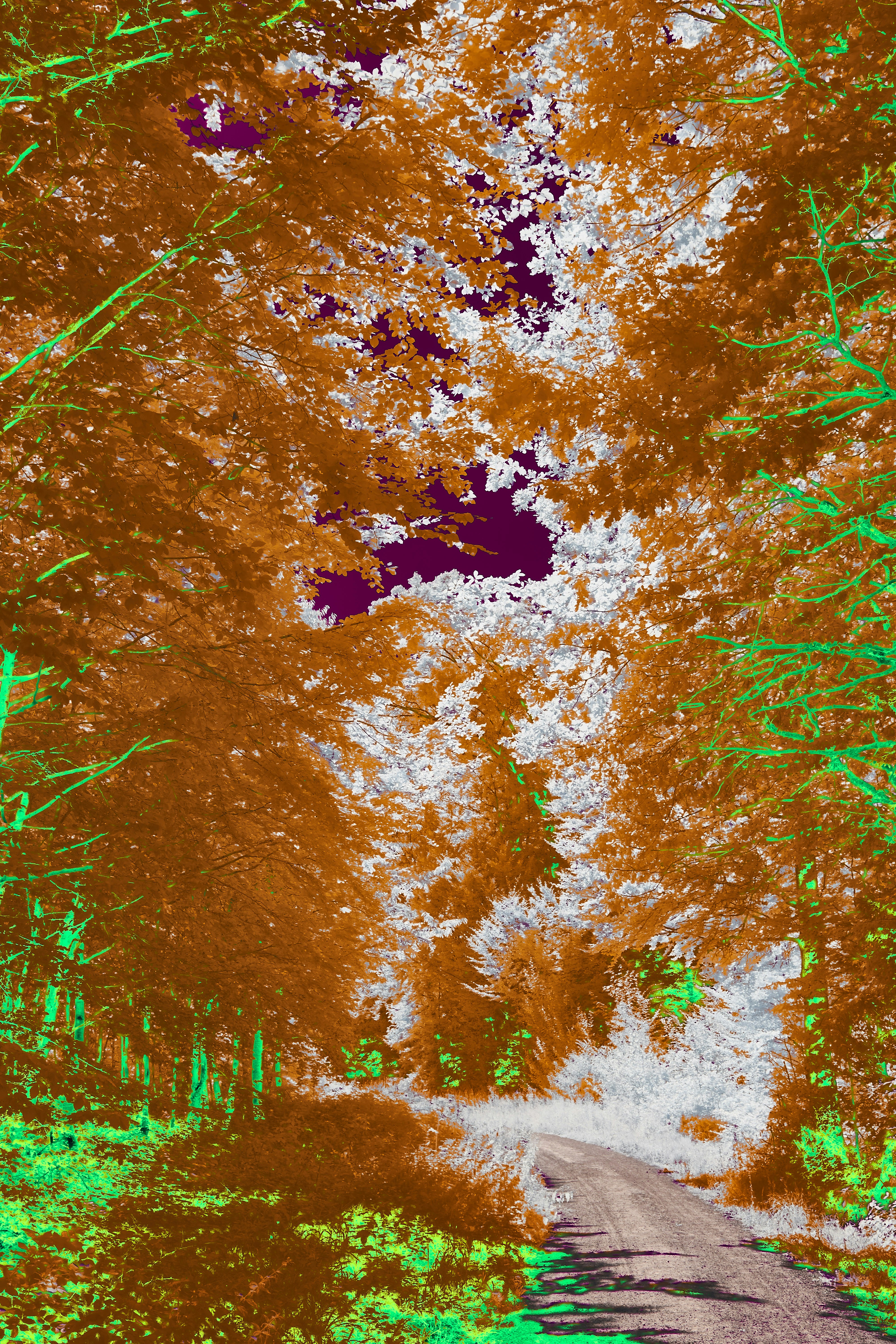 Photo by wolfgang_hasselmann